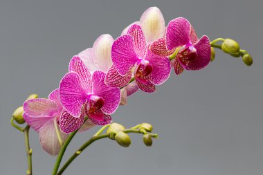 Orchid. clipart