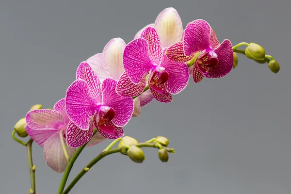 Orquídea. Imagens De Bancos De Imagens Sem Royalties