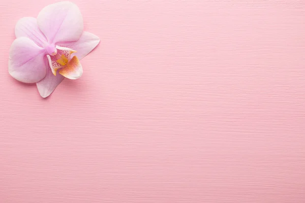 Pink orchid. — Stock Photo, Image