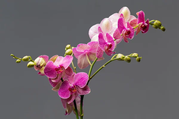 Orquídea. — Fotografia de Stock