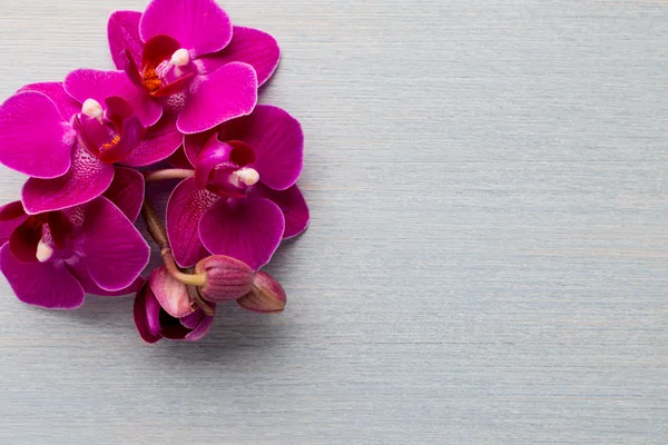 Orchid background. — Stock Photo, Image