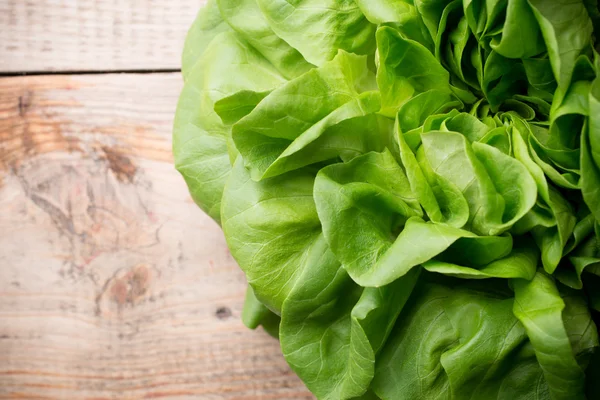 Kopfsalat. — Stockfoto