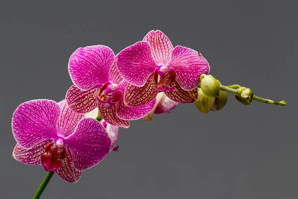 Orchidea. — Stock Fotó