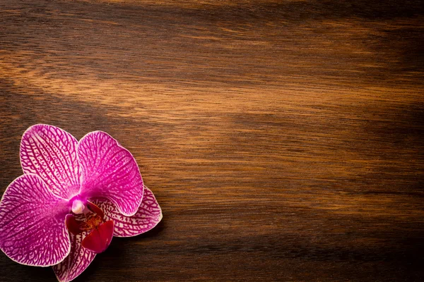 Orchid. — Stock Photo, Image