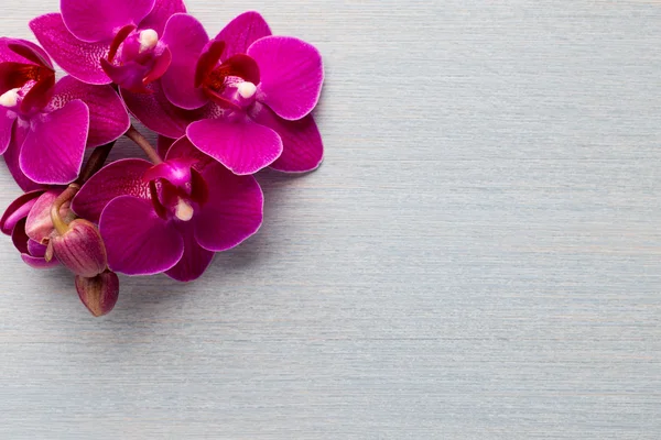 Orchid background. — Stock Photo, Image