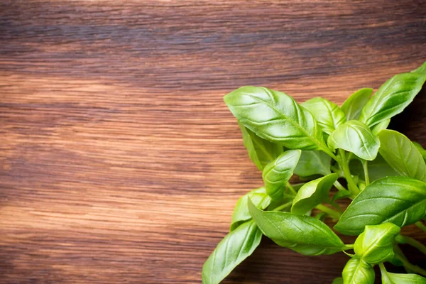 Basil. — Stock Photo, Image