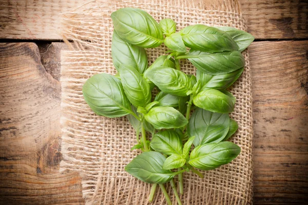 Basil. — Stock Photo, Image