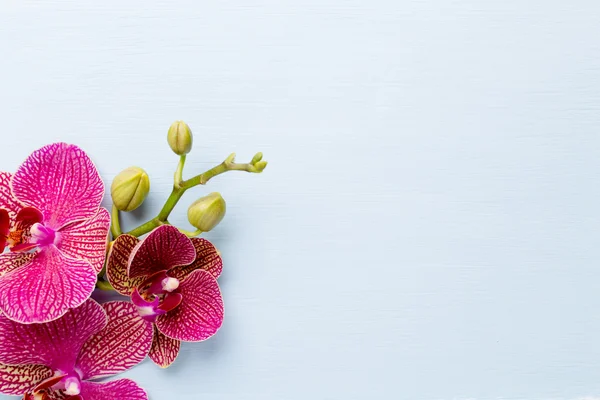 Orchid. — Stock Photo, Image