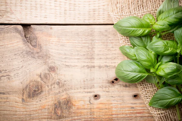 Basil. — Stock Photo, Image