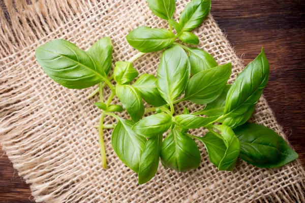 Basil. — Stock Photo, Image