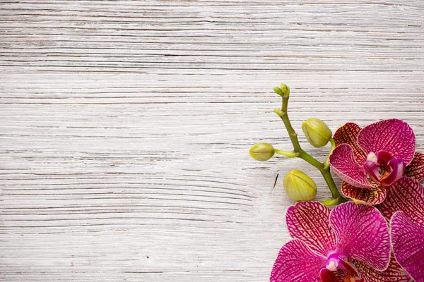 Orquídea. — Fotografia de Stock