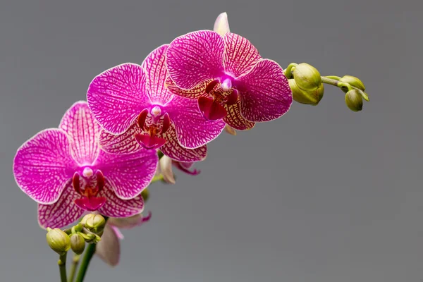 Orkide. — Stok fotoğraf