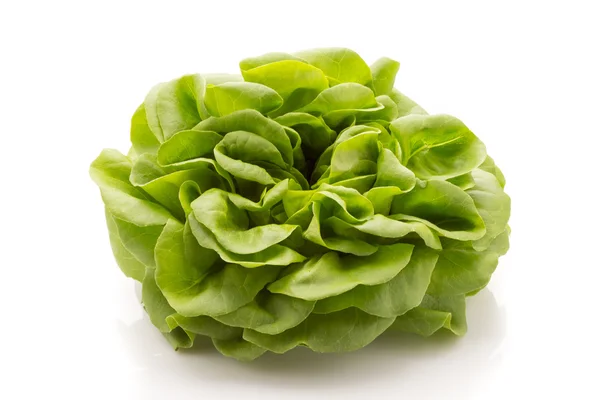 Lechuga. — Foto de Stock