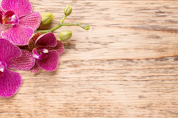 Orquídea. — Fotografia de Stock