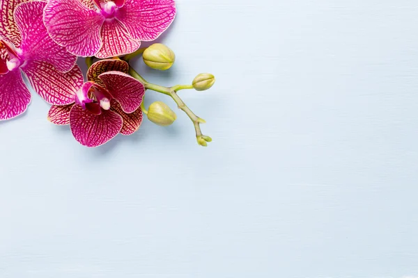 Orquídea. —  Fotos de Stock