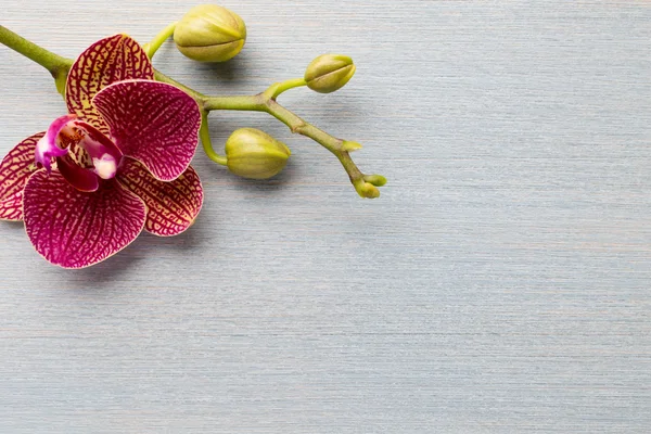 Hintergrund Orchidee. — Stockfoto