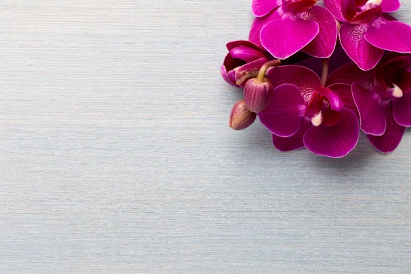 Orchid background. — Stock Photo, Image