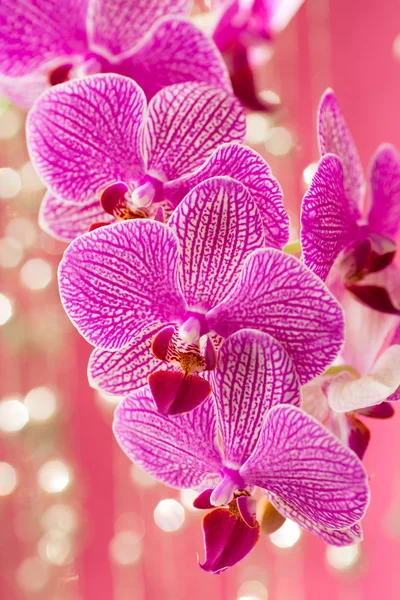 Orchidea. — Foto Stock