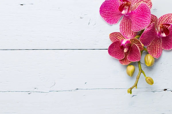Orquídea. —  Fotos de Stock