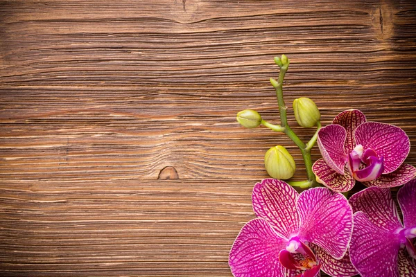 Orchid. — Stock Photo, Image