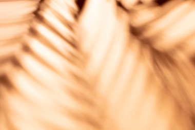 Duvarın arka planında palmiye yaprakları ve gölgeler.