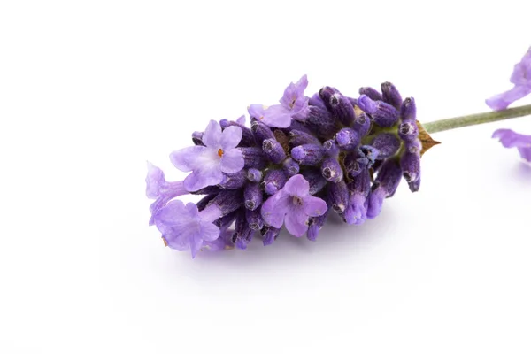 Lavendel Bloemen Bos Gebonden Geïsoleerd Witte Achtergrond — Stockfoto