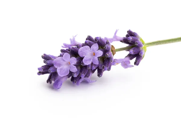 Lavendel Bloemen Bos Gebonden Geïsoleerd Witte Achtergrond — Stockfoto