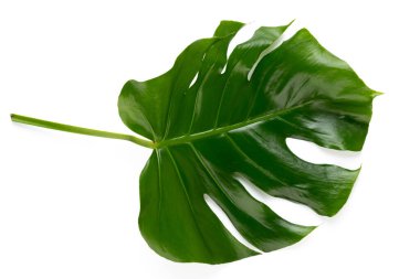 Monstera yaprak izole kırpma yolu ile beyaz arka plan üzerinde. Yaprak, gerçek palmiye tropikal orman bitki örtüsü İsviçre peyniri bitki. Düz lay ve en iyi görünümü.