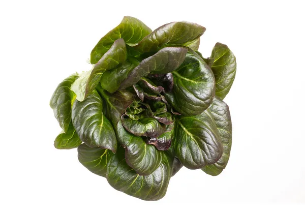 Salad Leaf Bio Lettuce Isolated White Background — Stock Photo, Image