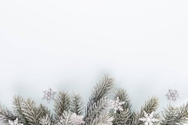 Pastel arka planda iğneleri olan firavun ağacı ladin dalı. Çam dalı. Noel köknarı.