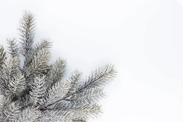 Fir Tree Spruce Branch Needles White Background Pine Branch Christmas — Stock Photo, Image