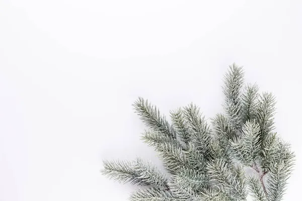 Fir Tree Spruce Branch Needles White Background Pine Branch Christmas — Stock Photo, Image