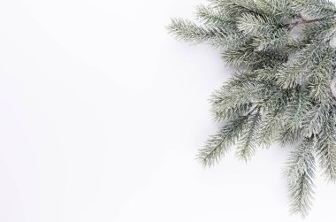 Beyaz arka planda iğneler olan firavun ağacı ladin dalı. Çam dalı. Noel köknarı.