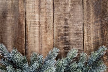 Pastel arka planda iğneleri olan firavun ağacı ladin dalı. Çam dalı. Noel köknarı.