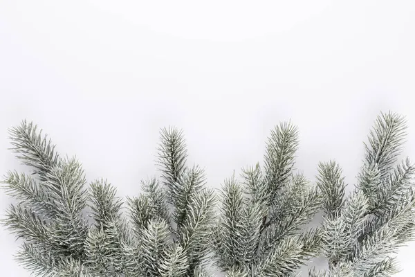 Fir Tree Spruce Branch Needles White Background Pine Branch Christmas — Stock Photo, Image