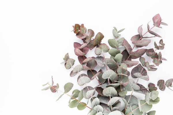 Eucalyptus composition. Pattern made of various colorful flowers on white background. Flat lay stiil life.