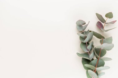 Okaliptüs kompozisyonu. Beyaz arka planda çeşitli renkli çiçeklerden oluşan desen. Düz yaşam stiil yatıyordu.