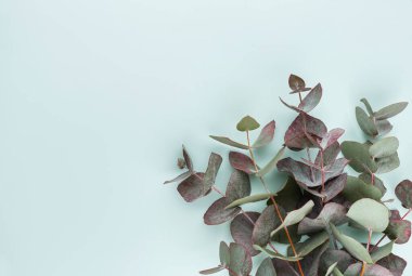 Okaliptüs kompozisyonu. Beyaz arka planda çeşitli renkli çiçeklerden oluşan desen. Düz yaşam stiil yatıyordu.