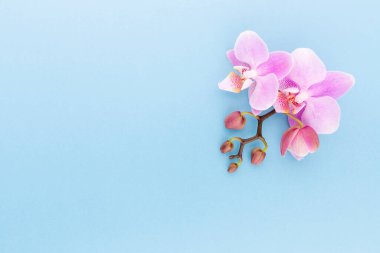 Pastel arka planda pembe orkide. Spa arkaplanı.