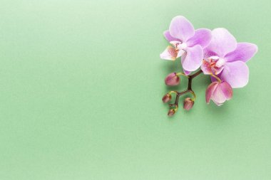 Pastel arka planda pembe orkide. Spa arkaplanı.