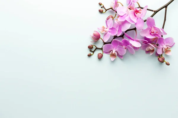Różowa Orchidea Pastelowym Tle Tło Uzdrowiska — Zdjęcie stockowe