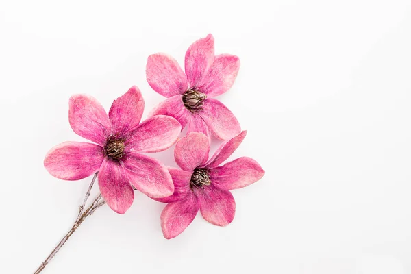 Kytice Růžové Magnólie Květiny Izolované Bílém Pozadí Kopírovací Prostor Horní — Stock fotografie