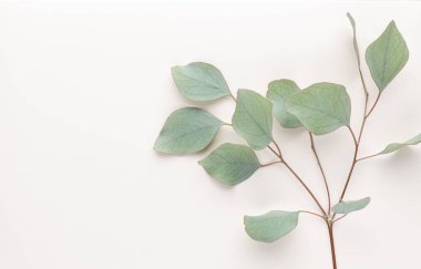 Pastel arka planda yeşil okaliptüs yaprakları. düz yatış, üst görünüm.