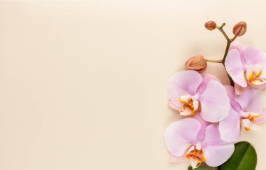 Pastel arkaplanda pembe orkide temalı nesneler.