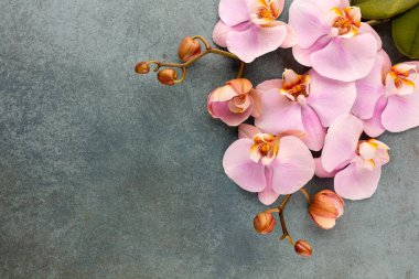 Pastel arkaplanda pembe orkide temalı nesneler.