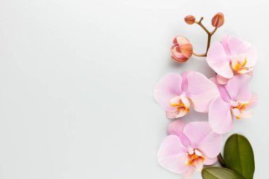 Pastel arkaplanda pembe orkide temalı nesneler.