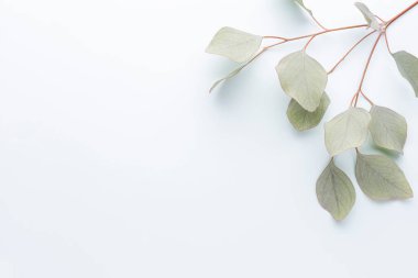 Pastel arka planda yeşil okaliptüs yaprakları. düz yatış, üst görünüm.