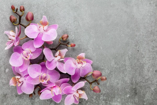 Rosa Oggetti Tema Orchidea Sfondo Pastello — Foto Stock