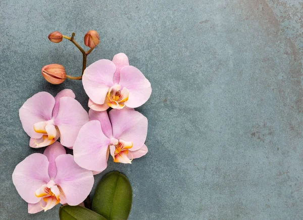 Rózsaszín Orchidea Téma Objektumok Pasztell Háttér — Stock Fotó