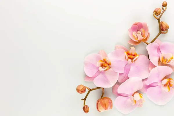 Objetos Tema Orquídea Rosa Sobre Fondo Pastel —  Fotos de Stock